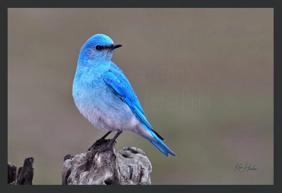 レア 完動 BlueMicrophones BlueBird レア 完動 BlueMicrophones